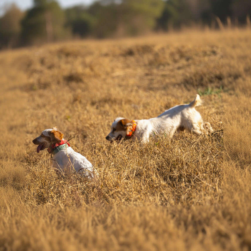 Training Collar Setup — dog training collar strap, product photo 5 of 24