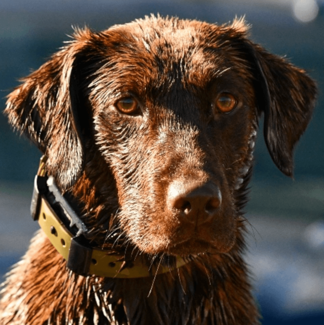Training Collar Setup — dog training collar strap, product photo 2 of 24