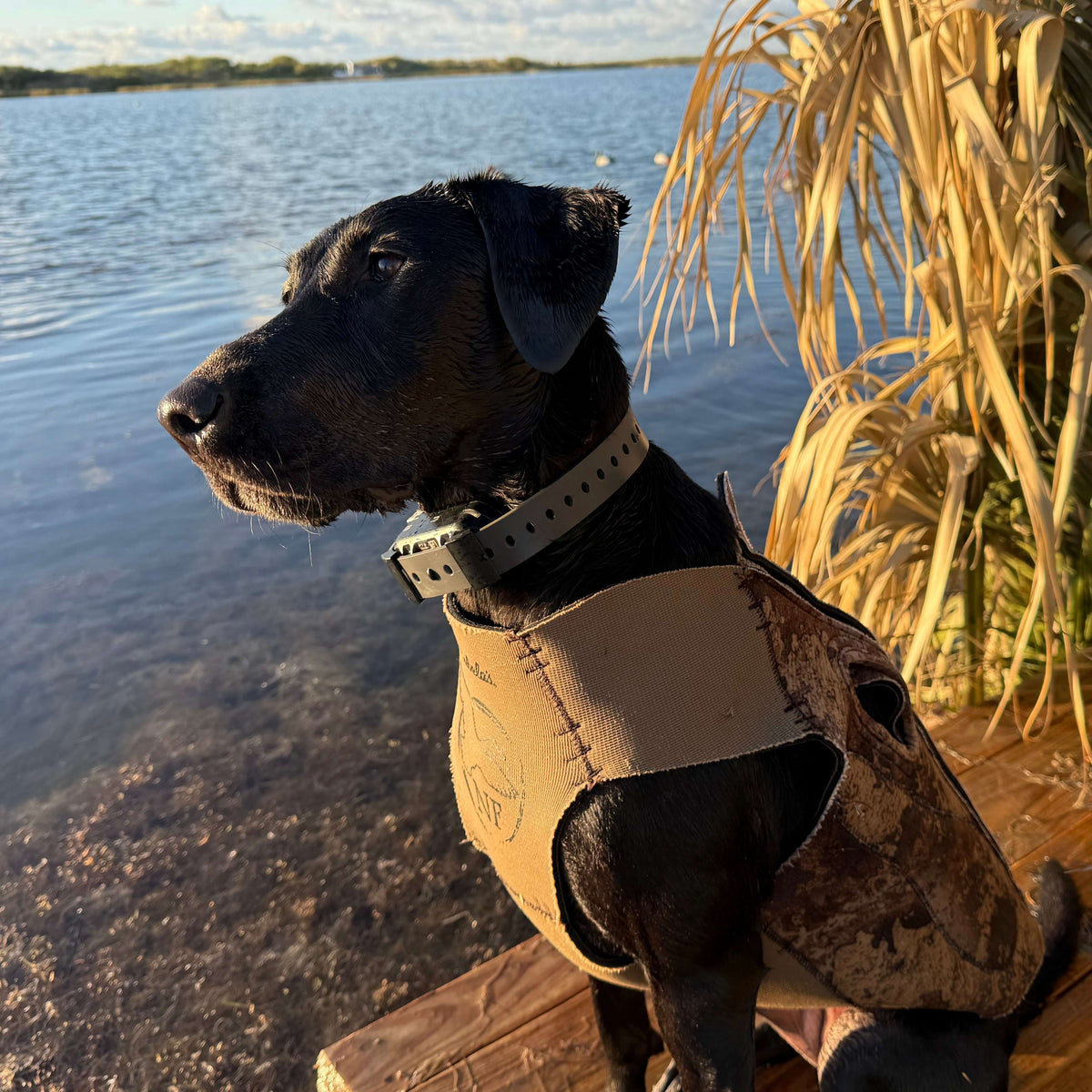 Training Collar Setup — dog training collar strap, product photo 9 of 24