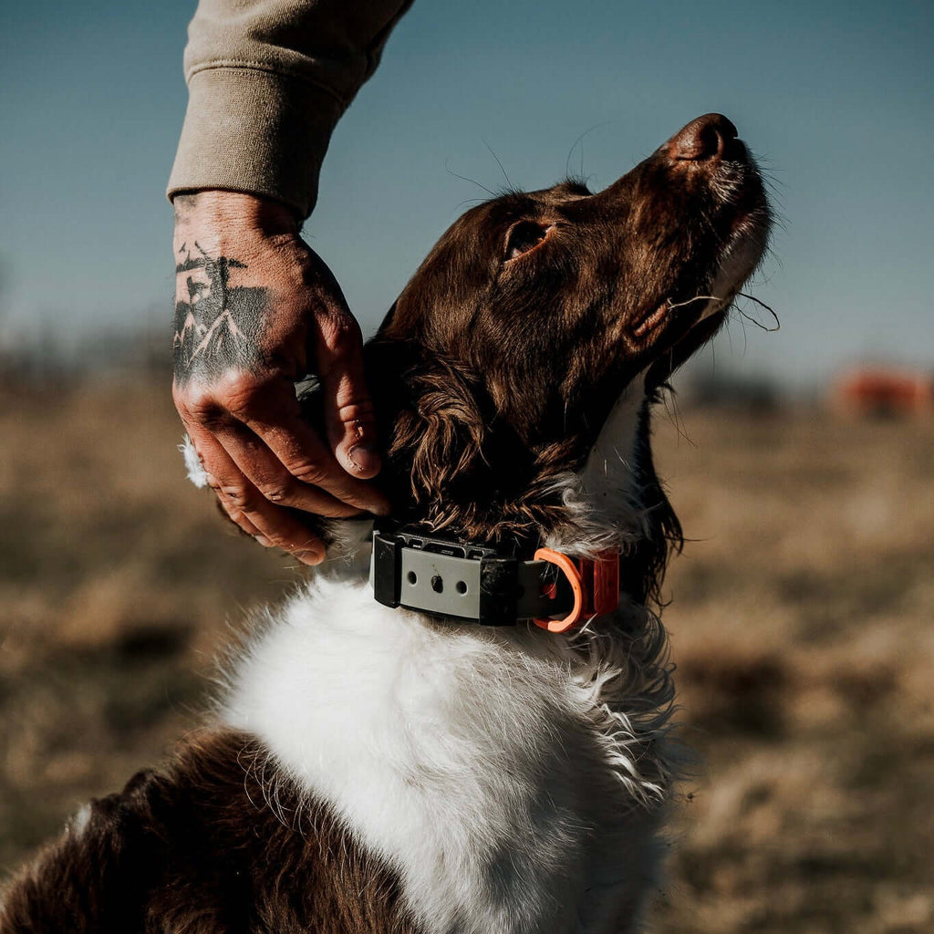 Training Collar Setup — dog training collar strap, product photo 1 of 24
