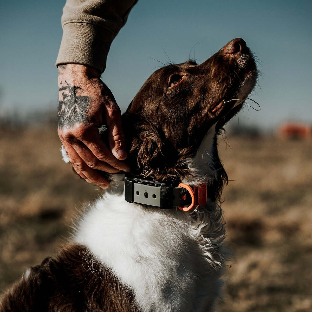 Training Collar Setup — dog training collar strap, product photo 1 of 24