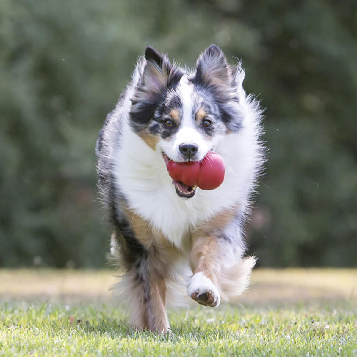 KONG Classic Stuffable Dog Toy, Natural Rubber