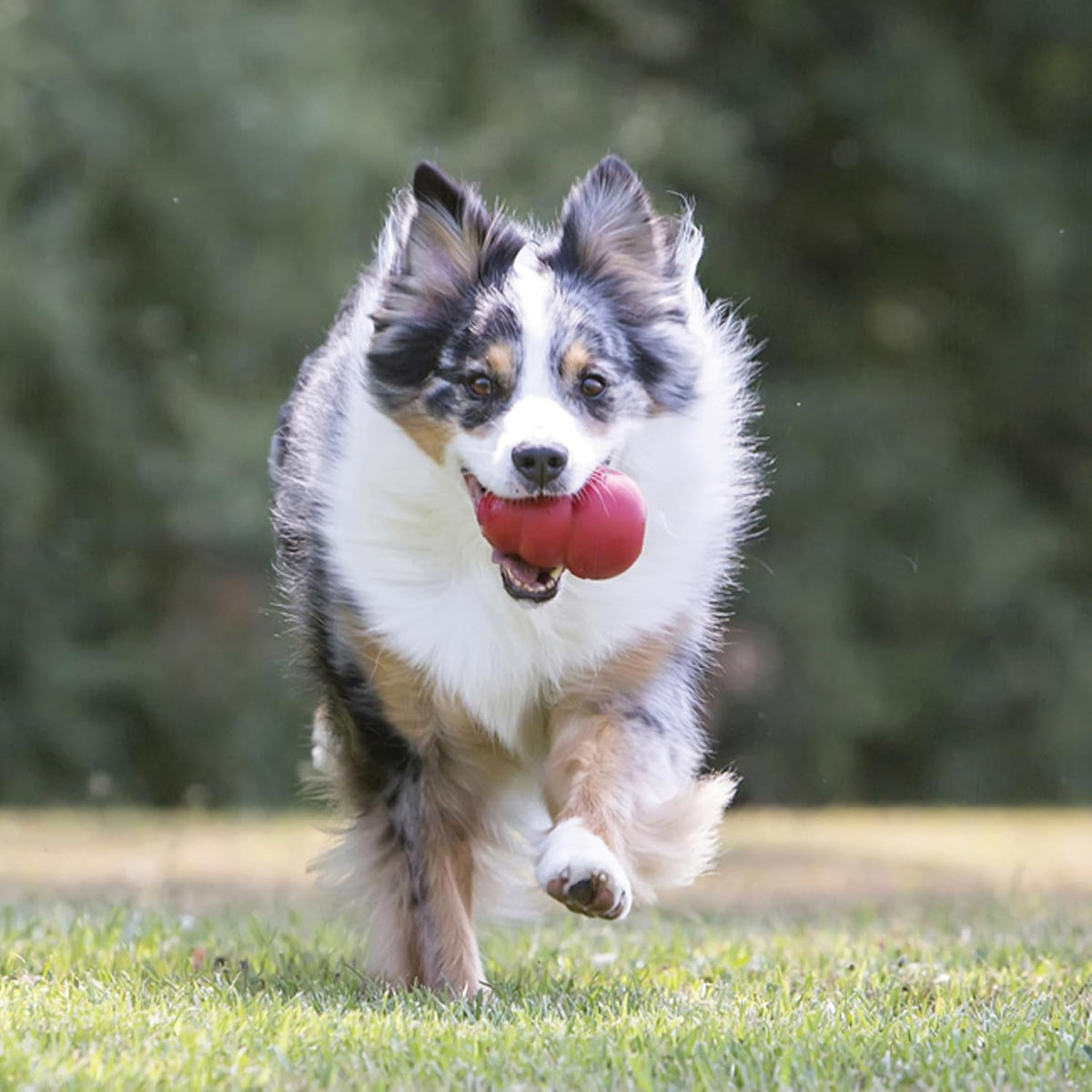 KONG Classic Stuffable Dog Toy, Natural Rubber