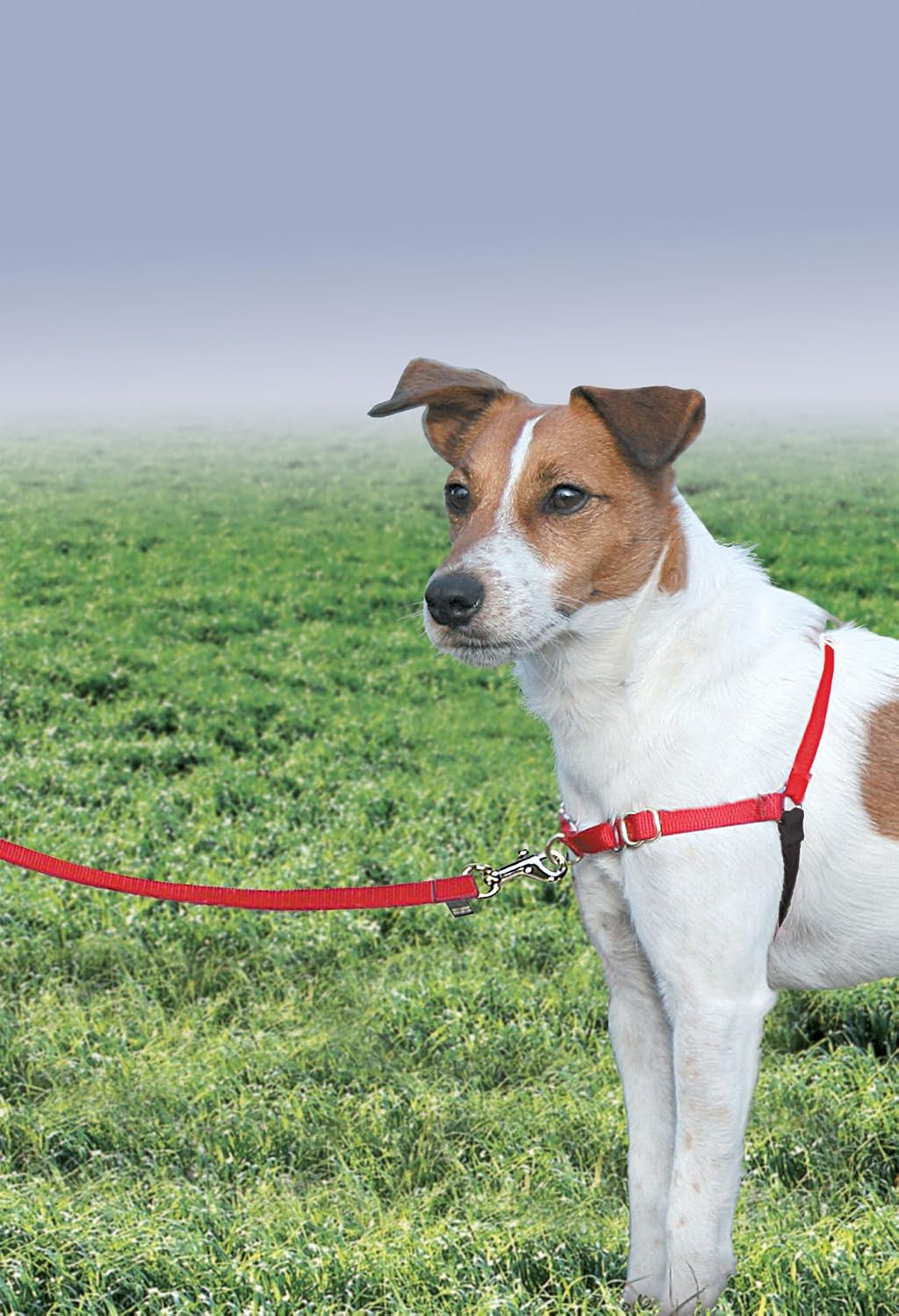 PetSafe Easy Walk No-Pull Dog Harness