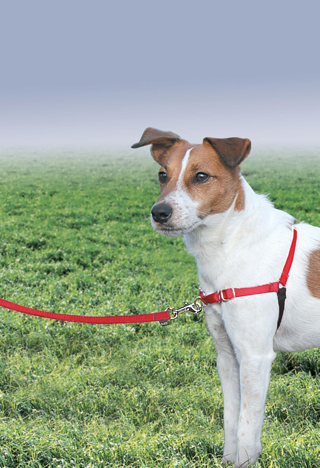 PetSafe Easy Walk No-Pull Dog Harness