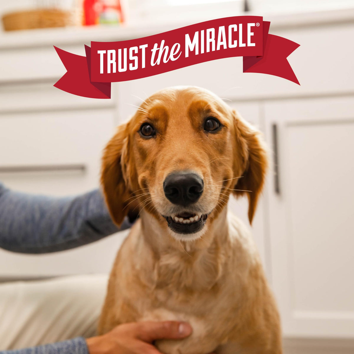 Nature's Miracle Advanced Dog Stain & Odor Eliminator