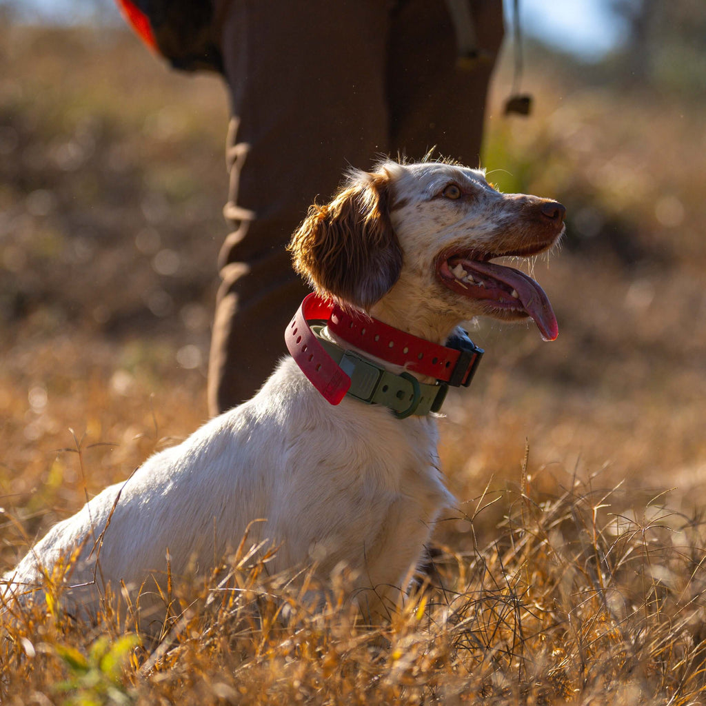 Training Collar Setup — dog training collar strap, product photo 8 of 24