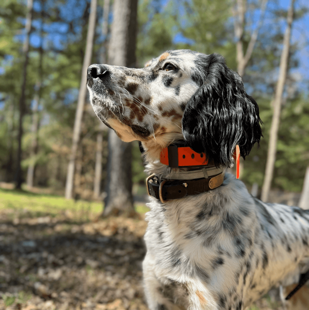 Training Collar Setup — dog training collar strap, product photo 3 of 24