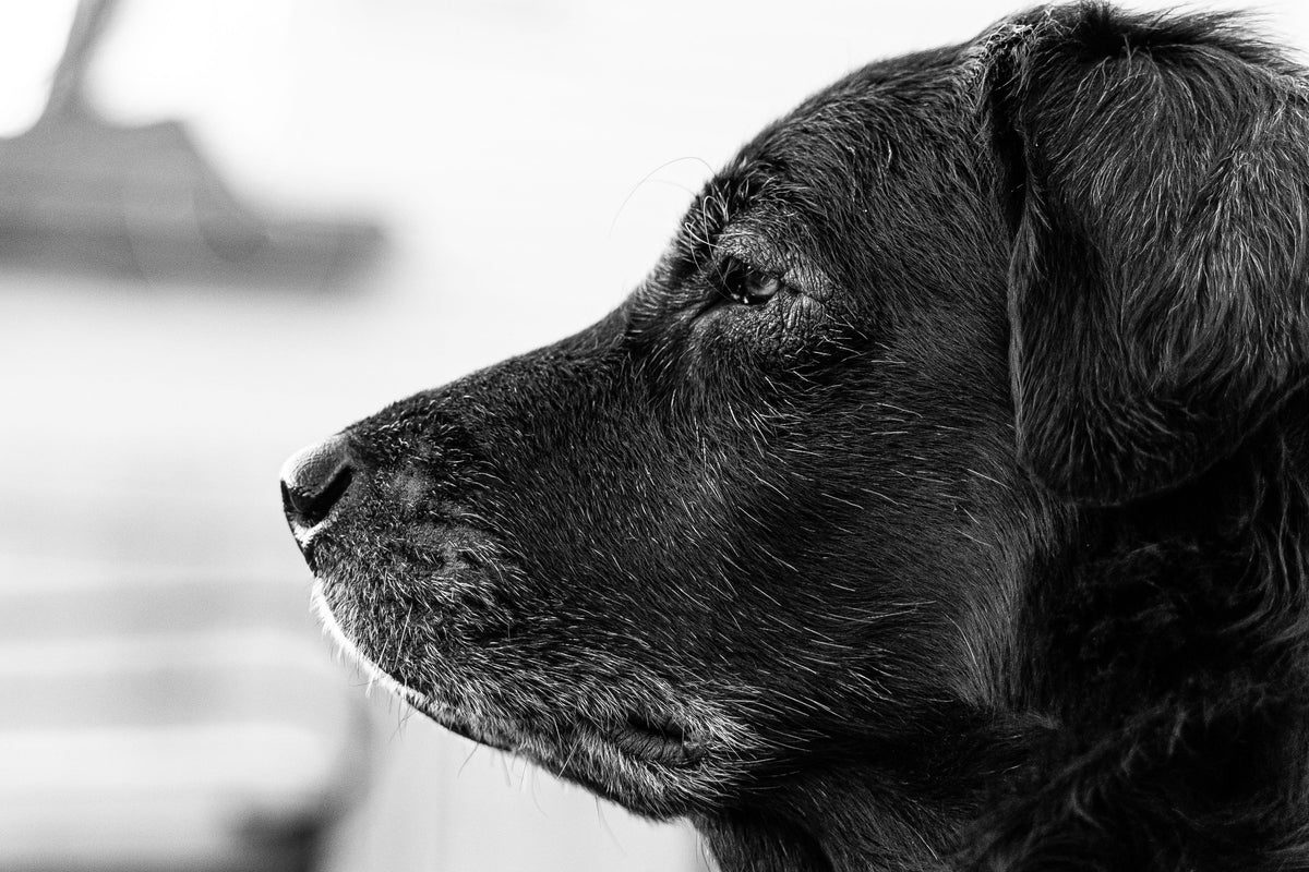 Mature senior dog portrait