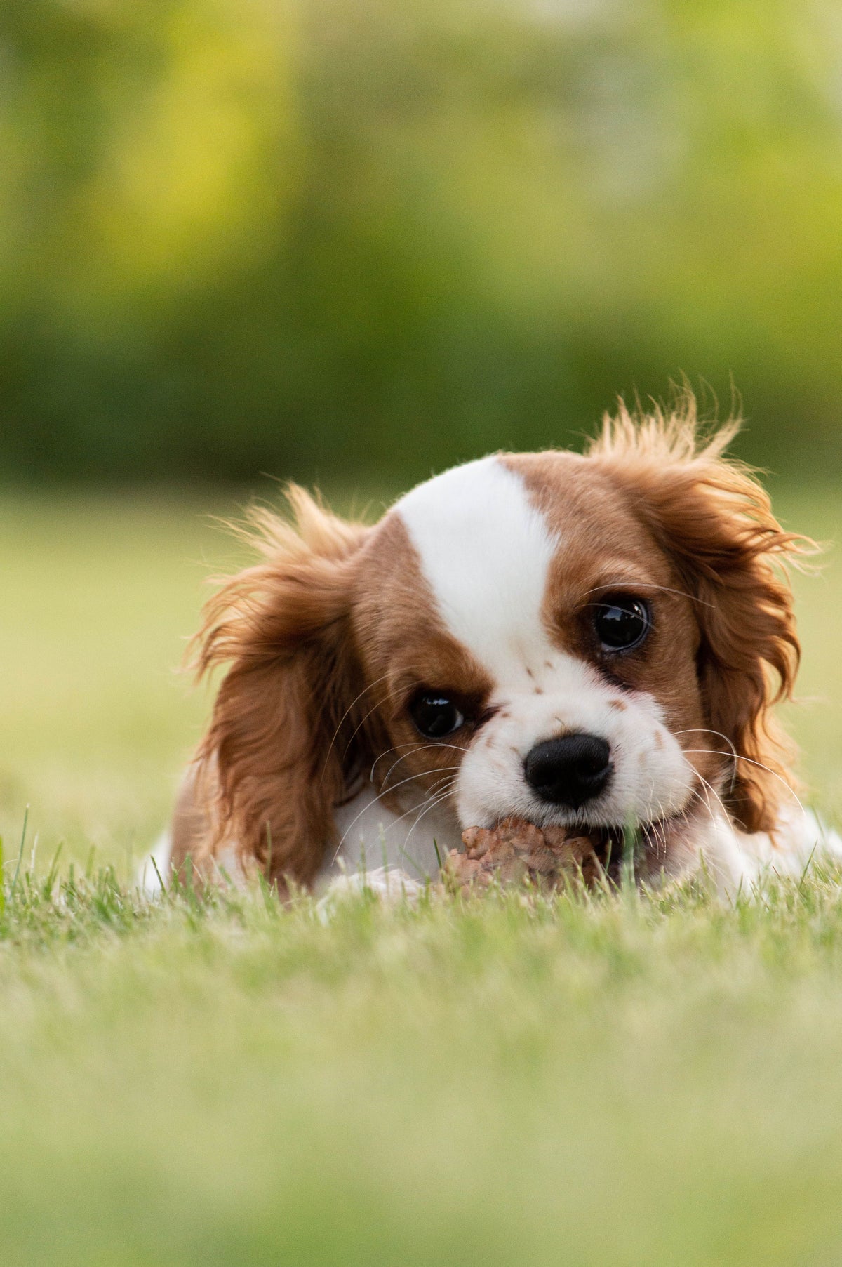 Puppy chewing on a toy