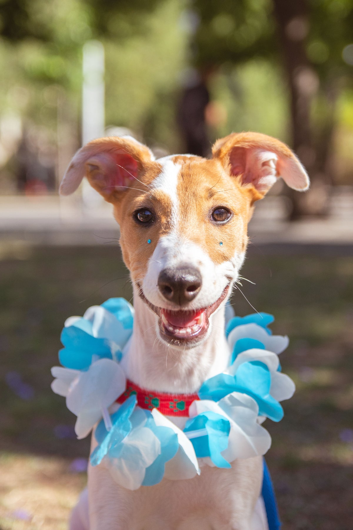 Smiling dog with healthy coat