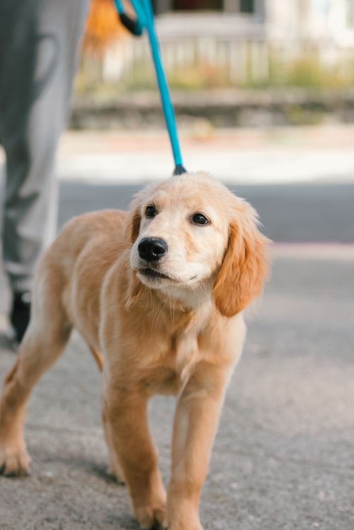 Golden retriever walking on a leash