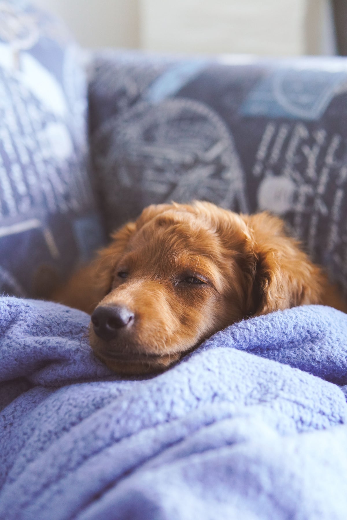 Sleeping puppy resting on a cozy blanket