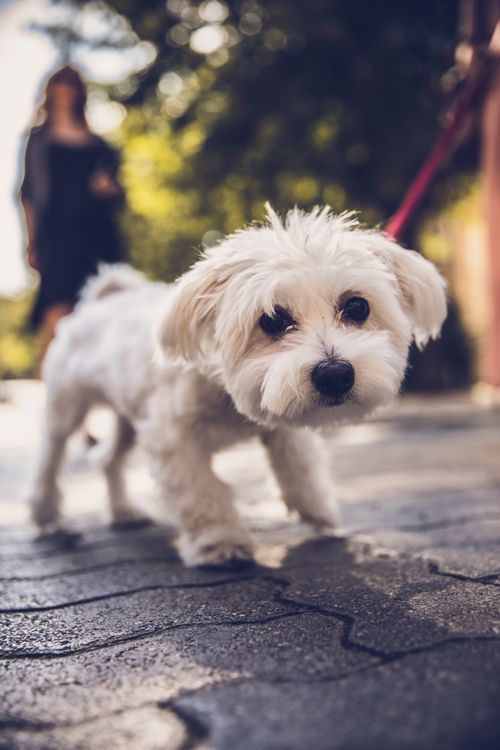 Small white puppy on a leash outdoors