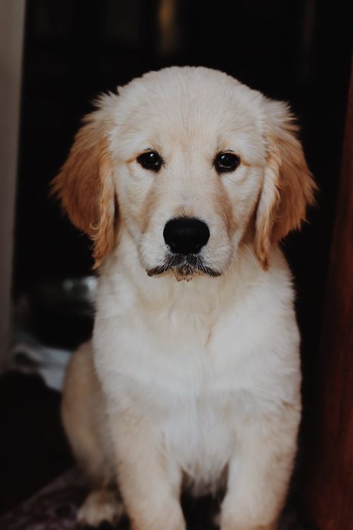 Golden retriever puppy portrait indoors