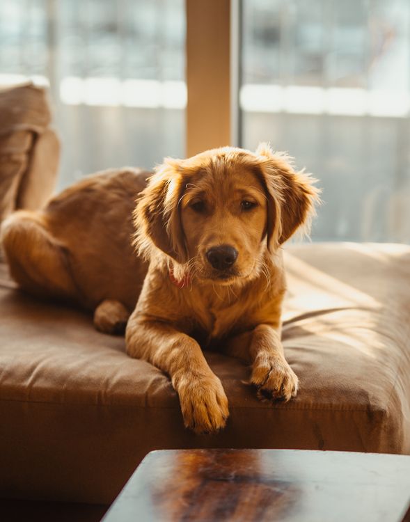 Golden retriever puppy resting on a couch indoors