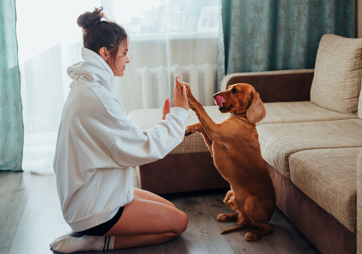 Owner playing with dog at home