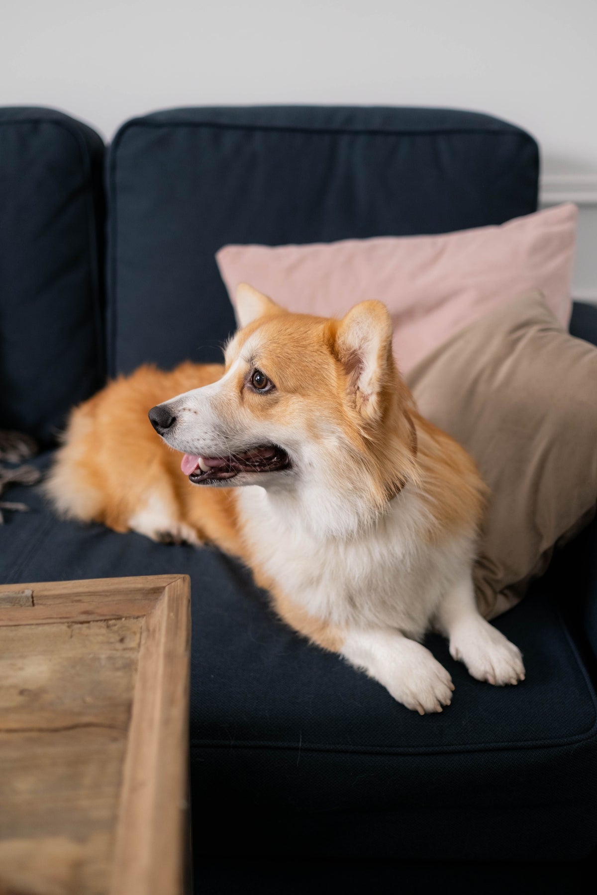 Corgi puppy relaxing on sofa indoors