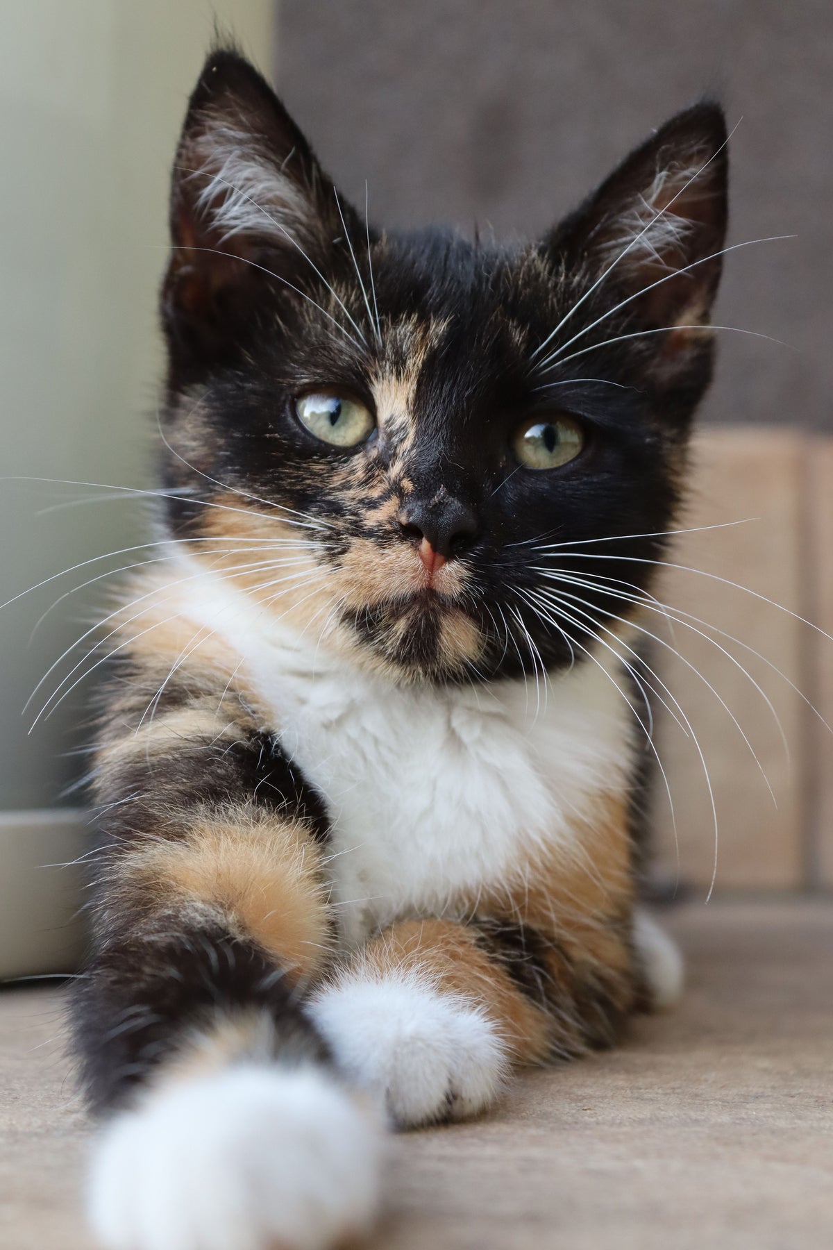 Cute calico kitten close-up